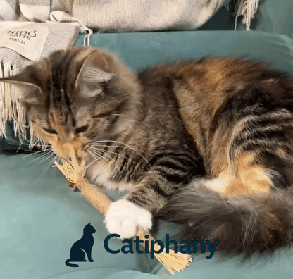Catiphany Natural Silvervine Dental Sticks